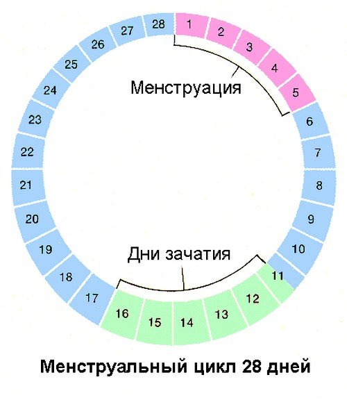 Менструальная фаза у женщины начинается с первого дня критических дней Менструальная фаза у женщины начинается с первого дня критических дней