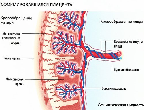 Сформировавшаяся плацента
