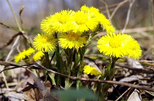 Цветки и листья мать-и-мачехи применяются при кашле