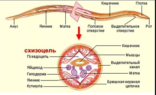 Строение аскариды Строение аскариды