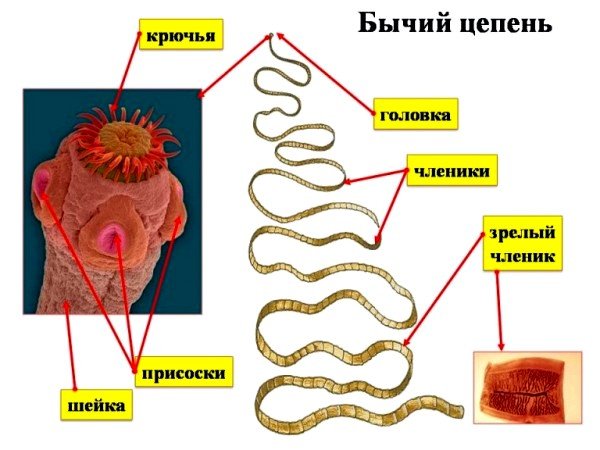 Строение паразита Строение паразита