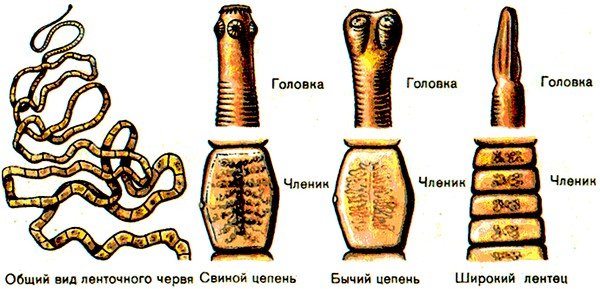 Виды ленточных червей