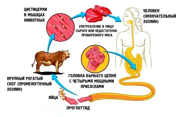 Жизненный цикл бычьего цепня Жизненный цикл бычьего цепня