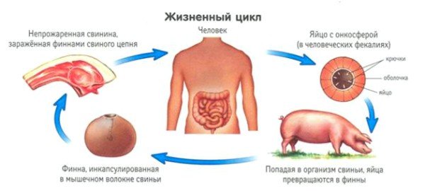 Жизненный цикл свиного цепня