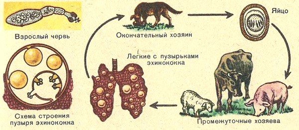 Развитие эхинококка Множественный первичный эхинококкоз у животных встречается очень часто