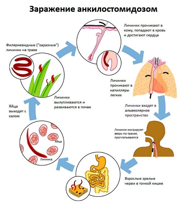 Пути заражения – водный, пищевой, контактный. 