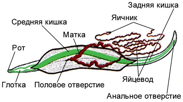 Человеческая аскарида Схема строения аскариды