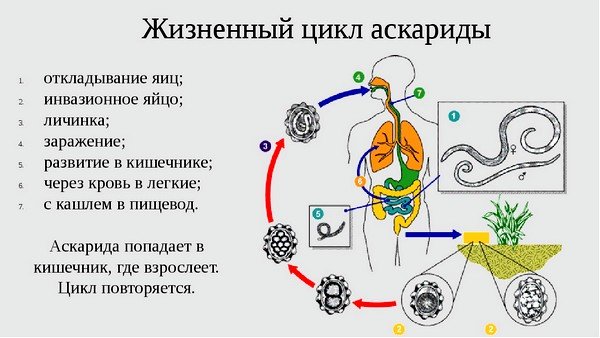 Жизненный цикл паразита аскариды Схема жизненного цикла паразита аскариды