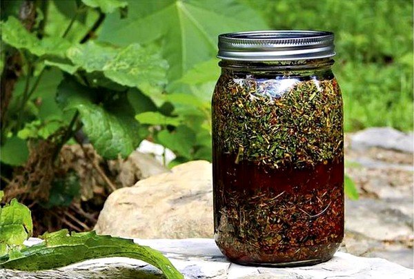 Отвар семян полыни применяется при токсокарозе