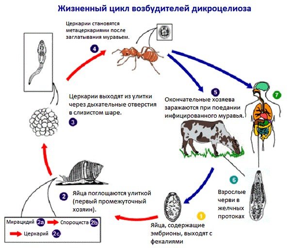 Схема заражения дикроцелиозом