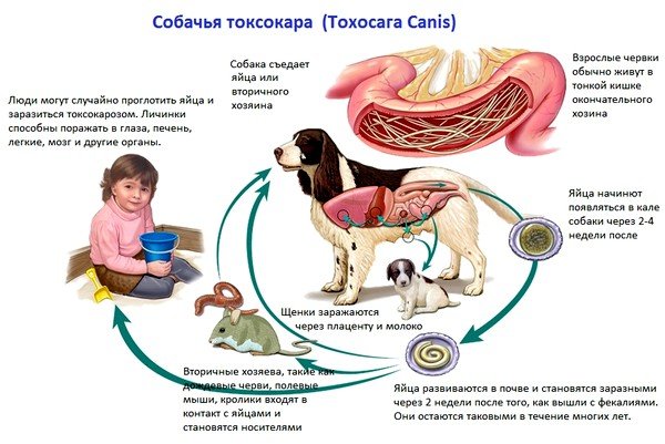Жизненный цикл собачьей токсокары