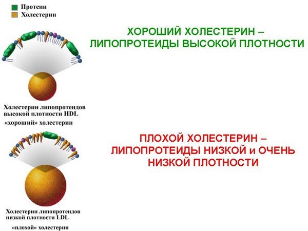 Хороший и плохой холестерин
