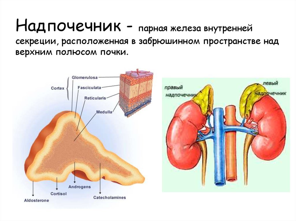 Строение надпочечника
